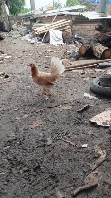 Gà Mai tre Mỹ Mái. Mua bán Gà tại Huyện Xuyên Mộc Bà Rịa - Vũng Tàu được đăng bởi Nam  hình 1