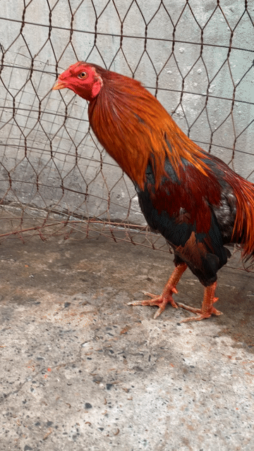Gà xanh tơ 1kg6. Mua bán Gà tại Quận 8 Tp Hồ Chí Minh được đăng bởi Gà farm SG hình 1