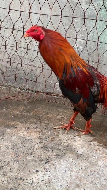 Gà xanh tơ 1kg6. Mua bán Gà tại Quận 8 Tp Hồ Chí Minh được đăng bởi Gà farm SG hình 1