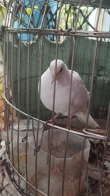 cu thái tơ, dạn người. có síp. Mua bán Chim tại Huyện Củ Chi Tp Hồ Chí Minh được đăng bởi anh anh cu gáy hình 1