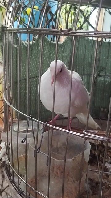 cu thái tơ, dạn người. có síp. Mua bán Chim tại Huyện Củ Chi Tp Hồ Chí Minh được đăng bởi anh anh cu gáy hình 1