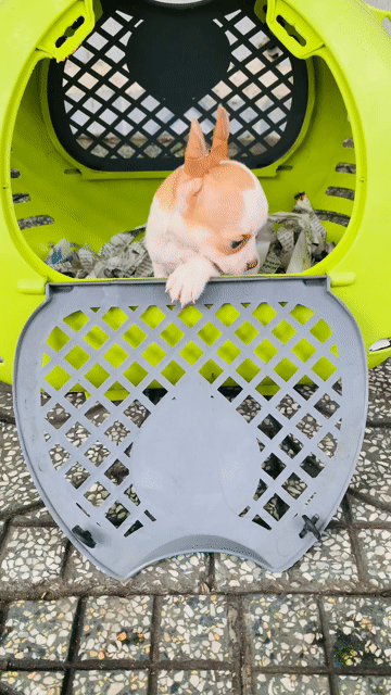 Chó Chihuahua Đen, trắng vàng. Mua bán Chó tại Quận 8 Tp Hồ Chí Minh được đăng bởi Nguyễn Mạnh  hình 1