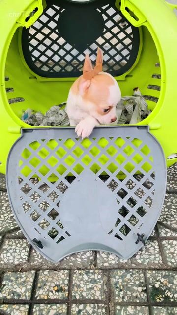 Chó Chihuahua Đen, trắng vàng. Mua bán Chó tại Quận 8 Tp Hồ Chí Minh được đăng bởi Nguyễn Mạnh  hình 1