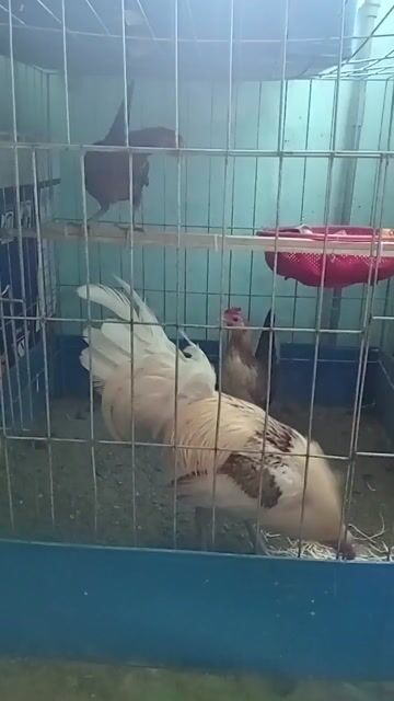 Gà tre con mới nở . Mua bán Gà tại Quận 1 Tp Hồ Chí Minh được đăng bởi Hoàng Phúc hình 1