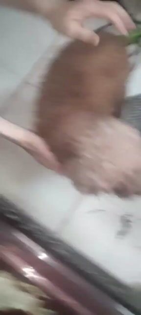 Chó Poodle cái 2 năm. Mua bán Chó tại Quận Hai Bà Trưng Hà Nội được đăng bởi Đặng thu hằng hình 1