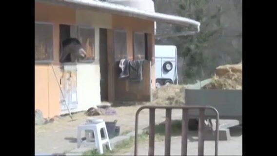 La journée d'un moniteur d'équitation