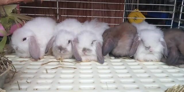 Thỏ tai cụp 1,5 tháng Đực Cái. Mua bán Thú cưng khác tại Quận Bình Tân Tp Hồ Chí Minh được đăng bởi Le Dat hình 1