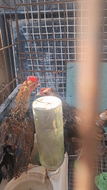 Gà kiểng trống nhiều màu. Mua bán Gà tại Huyện Bình Chánh Tp Hồ Chí Minh được đăng bởi CÔNG TUẤN hình 1