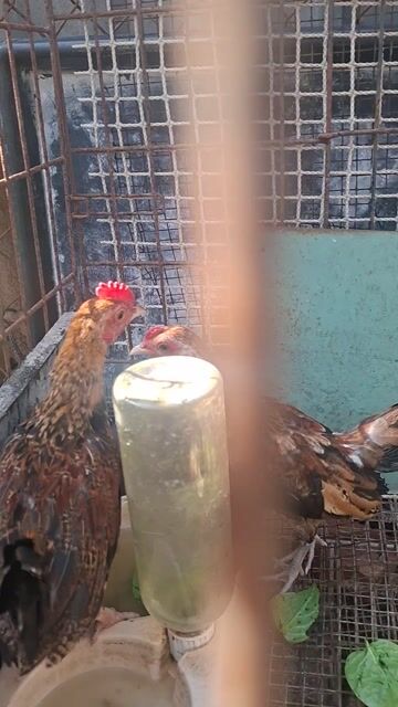 Gà kiểng trống nhiều màu. Mua bán Gà tại Huyện Bình Chánh Tp Hồ Chí Minh được đăng bởi CÔNG TUẤN hình 1