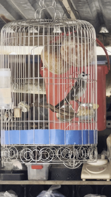 Chim chào mào Trắng 2 mùa. Mua bán Chim tại Thành phố Thủ Đức Tp Hồ Chí Minh được đăng bởi TÂM hình 1