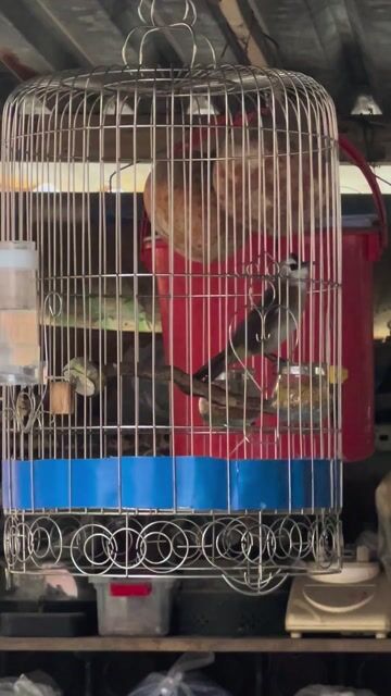 Chim chào mào Trắng 2 mùa. Mua bán Chim tại Thành phố Thủ Đức Tp Hồ Chí Minh được đăng bởi TÂM hình 1