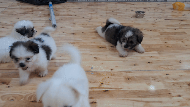 Bán mấy bé Phốc sốc lai Shih Tzu. Mua bán Chó tại Quận Tân Bình Tp Hồ Chí Minh được đăng bởi Nguyễn thúy hình 1