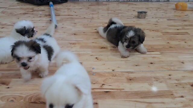 Bán mấy bé Phốc sốc lai Shih Tzu. Mua bán Chó tại Quận Tân Bình Tp Hồ Chí Minh được đăng bởi Nguyễn thúy hình 1