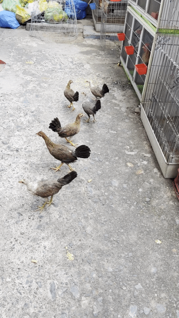 Gà Mái tre Mỹ cái 2 tháng đã tiêm. Mua bán Gà tại Quận 8 Tp Hồ Chí Minh được đăng bởi Tấn Sang hình 1