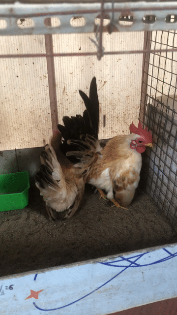 Gà Serrema Trống mái Gần 6 tháng. Mua bán Gà tại Quận Bình Thạnh Tp Hồ Chí Minh được đăng bởi Nguyễn Thanh Lam hình 1