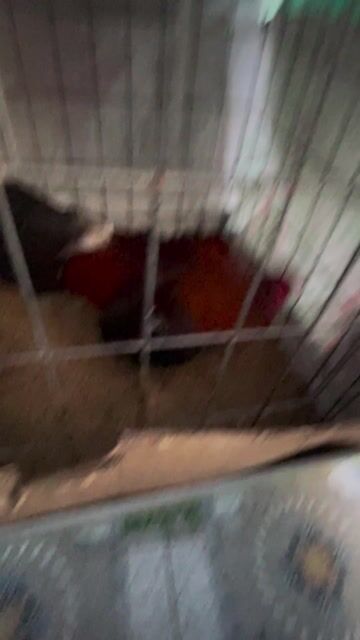 Điều siu mỹ cắt tay cục 1x về chơi liền. Mua bán Gà tại Quận 6 Tp Hồ Chí Minh được đăng bởi Ha Thanh Danh hình 1