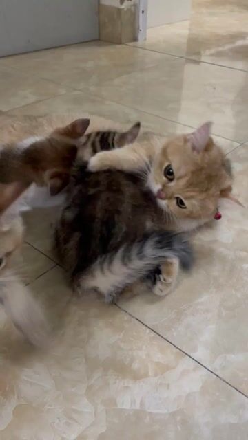 Mèo con lai Golden đã tiêm 1 mũi. Mua bán Mèo tại Quận Hoàng Mai Hà Nội được đăng bởi Trần Thị Hồng Vân hình 1