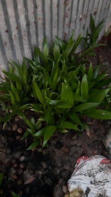Cây cau . Mua bán Cây cảnh, đồ trang trí tại Huyện Mỹ Tú Sóc Trăng được đăng bởi phạm quy  hình 1