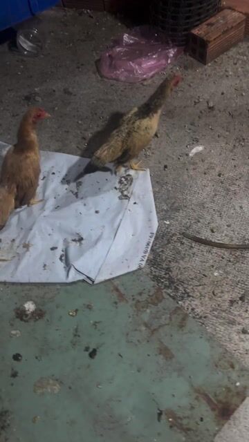 Gà tre Miền Bắc 1 trống 3 mái. Mua bán Gà tại Thị xã Tân Uyên Bình Dương được đăng bởi Thanh Đại hình 1