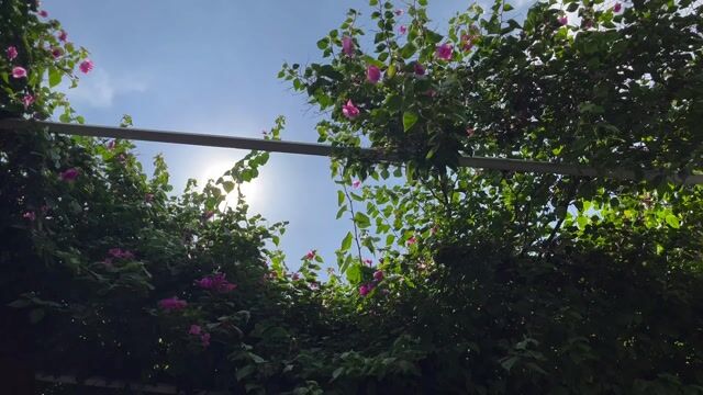 Cần bán giàn giấy màu Hồng. Mua bán Cây cảnh, đồ trang trí tại Huyện Hòa Thành Tây Ninh được đăng bởi Lộc hình 1