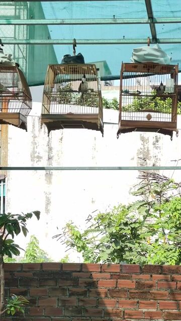 Chim chào mào đã xong lông có giải. Mua bán Chim tại Quận 12 Tp Hồ Chí Minh được đăng bởi Quảng Cáo Thiên Vũ hình 1