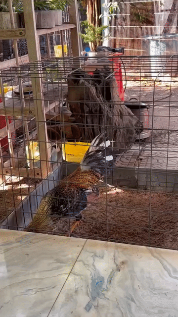 Gà tre cú 1.25kg. Mua bán Gà tại Huyện Đất Đỏ Bà Rịa - Vũng Tàu được đăng bởi Phong CHICKEN hình 1