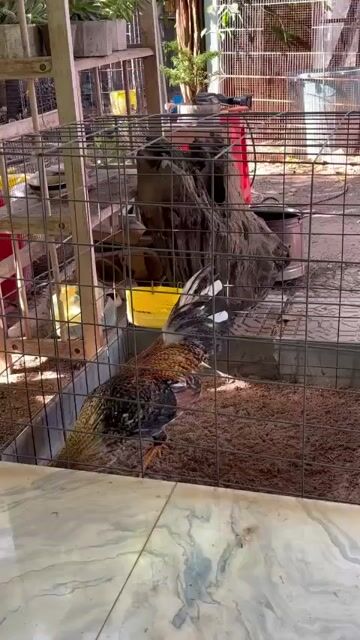 Gà tre cú 1.25kg. Mua bán Gà tại Huyện Đất Đỏ Bà Rịa - Vũng Tàu được đăng bởi Phong CHICKEN hình 1