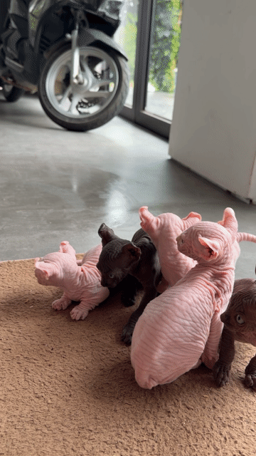 04 bé mèo Sphynx chân dài, ngắn, đen, trắng có đủ. Mua bán Mèo tại Thành phố Thủ Đức Tp Hồ Chí Minh được đăng bởi Thống hình 1