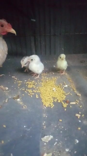 Gà Serama Trắng Vàng nhạt. Mua bán Gà tại Thành phố Thuận An Bình Dương được đăng bởi Bảo Long  hình 1