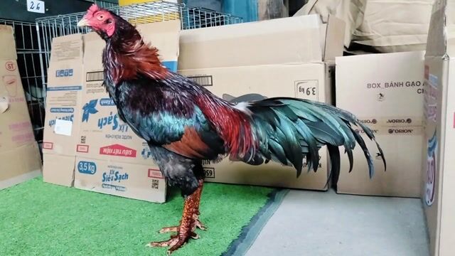 Gà Asil 3.4kg Đực. Mua bán Gà tại Huyện Củ Chi Tp Hồ Chí Minh được đăng bởi Gà Tre Gà Nòi Gà Cảnh Củ Chi hình 1