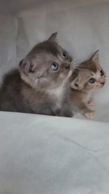 Munchkin tìm nhà mới. Mua bán Mèo tại Quận 7 Tp Hồ Chí Minh được đăng bởi Heidi Nguyen hình 1
