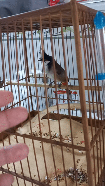 Chim chào mào đực màu Đen trắng. Mua bán Chim tại Quận Bình Tân Tp Hồ Chí Minh được đăng bởi Phuc Tran hình 1