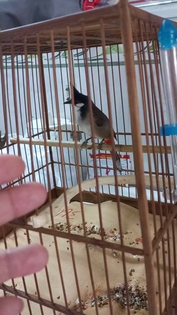 Chim chào mào đực màu Đen trắng. Mua bán Chim tại Quận Bình Tân Tp Hồ Chí Minh được đăng bởi Phuc Tran hình 1