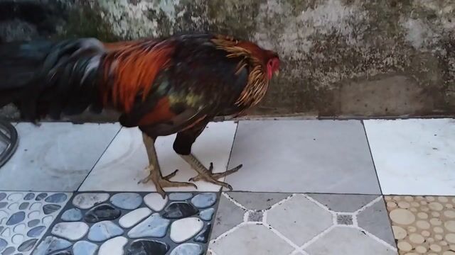 bán hoặc gl chim cảnh . Mua bán Gà tại Quận 12 Tp Hồ Chí Minh được đăng bởi quangle hình 1