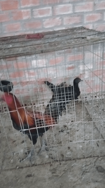 Cặp gà Peru Mỹ. Mua bán Gà tại Huyện Cù Lao Dung Sóc Trăng được đăng bởi Hải hình 1