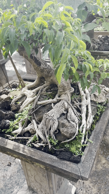 Cây cảnh Sanh quê trên 30 năm. Mua bán Cây cảnh, đồ trang trí tại Quận Long Biên Hà Nội được đăng bởi Nguyen Thanh hình 1