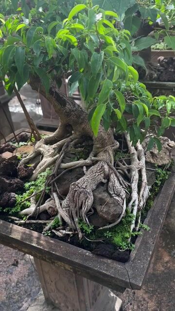 Cây cảnh Sanh quê trên 30 năm. Mua bán Cây cảnh, đồ trang trí tại Quận Long Biên Hà Nội được đăng bởi Nguyen Thanh hình 1