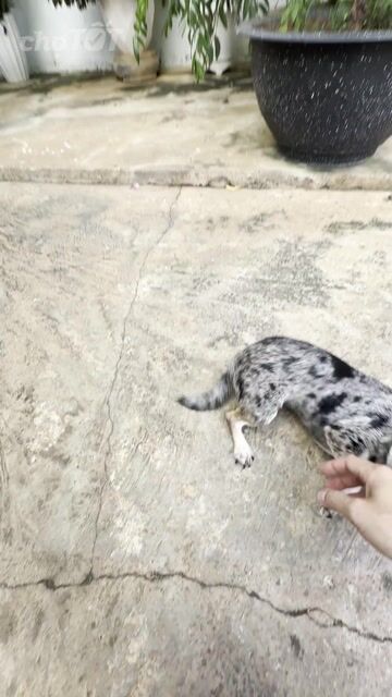 Chó Chihuahua đực 8 tháng loang đốm xám đen. Mua bán Chó tại Thành phố Buôn Ma Thuột Đắk Lắk được đăng bởi Ngọc Trâm hình 1
