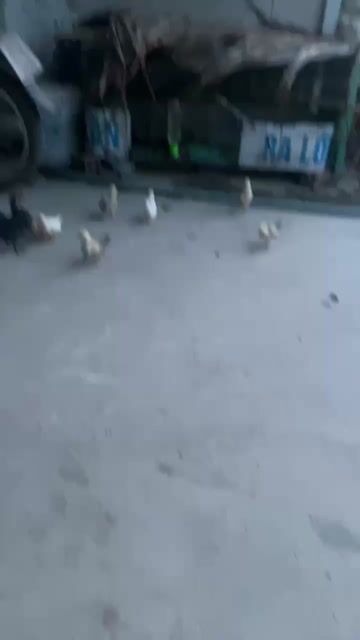 Gà Serama hơn 1 tháng Khỏe mạnh. Mua bán Gà tại Huyện Long Hồ Vĩnh Long được đăng bởi Mr Field hình 1