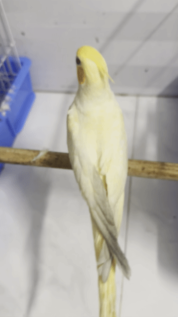 Vẹt Cockatiel Lutino Vàng thân thiện. Mua bán Chim tại Quận Bình Thạnh Tp Hồ Chí Minh được đăng bởi Mẫn Bo hình 1