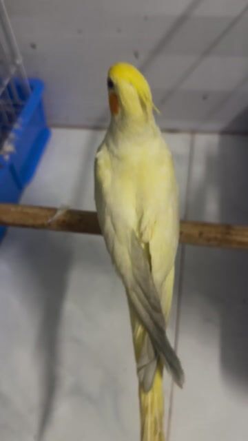 Vẹt Cockatiel Lutino Vàng thân thiện. Mua bán Chim tại Quận Bình Thạnh Tp Hồ Chí Minh được đăng bởi Mẫn Bo hình 1
