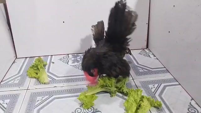 gà SERAMA CẶP TRỐNG MÁI Ô 38. Mua bán Gà tại Quận 8 Tp Hồ Chí Minh được đăng bởi THUẬN PHÁT SERAMA hình 1