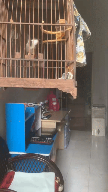 Chim chào mào hót hay dáng đẹp( đang thay lông ). Mua bán Chim tại Quận Ba Đình Hà Nội được đăng bởi Anh Nguyen Duc hình 1