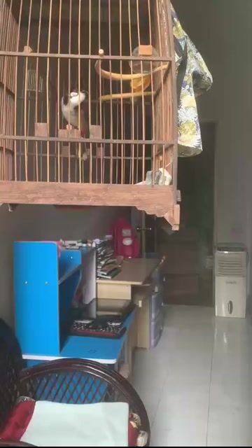 Chim chào mào hót hay dáng đẹp( đang thay lông ). Mua bán Chim tại Quận Ba Đình Hà Nội được đăng bởi Anh Nguyen Duc hình 1