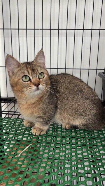 Mèo Munchkin golden cái đã tiêm. Mua bán Mèo tại Quận 4 Tp Hồ Chí Minh được đăng bởi Nguyễn Ngọc Ý hình 1