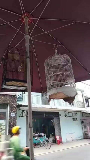 Chim Hút mật 5 màu hót đấu. Mua bán Chim tại Quận 12 Tp Hồ Chí Minh được đăng bởi Tuấn Đoan hình 1