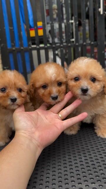 Chó Poodle thuần chủng màu Nâu. Mua bán Chó tại Quận Liên Chiểu Đà Nẵng được đăng bởi Pet House hình 1