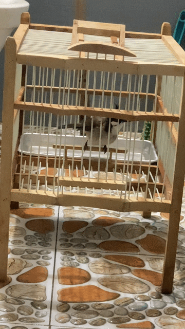 Chim chào mào. Mua bán Chim tại Thành phố Buôn Ma Thuột Đắk Lắk được đăng bởi huy hình 1