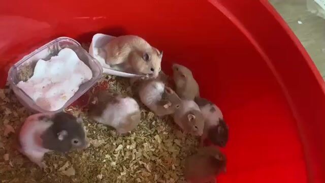Chuột Hamster nhiều màu. Mua bán Thú cưng khác tại Huyện Quảng Xương Thanh Hóa được đăng bởi Bá Hoàng hình 1