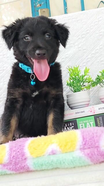 Trai Nhật F xin chào sen ạ💞💞💞. Mua bán Chó tại Huyện Hóc Môn Tp Hồ Chí Minh được đăng bởi Smile Pet hình 1